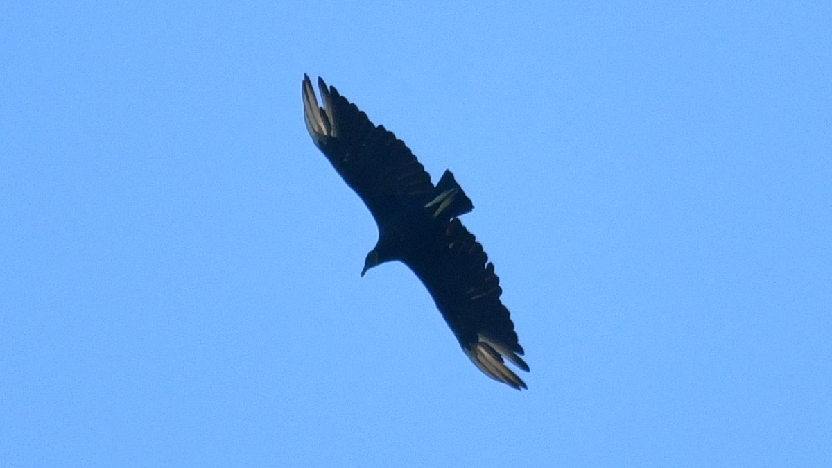 Black Vulture - ML621377232