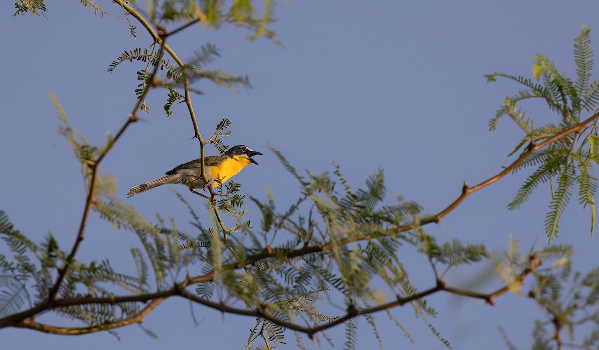 Yellow-breasted Chat - ML621377233
