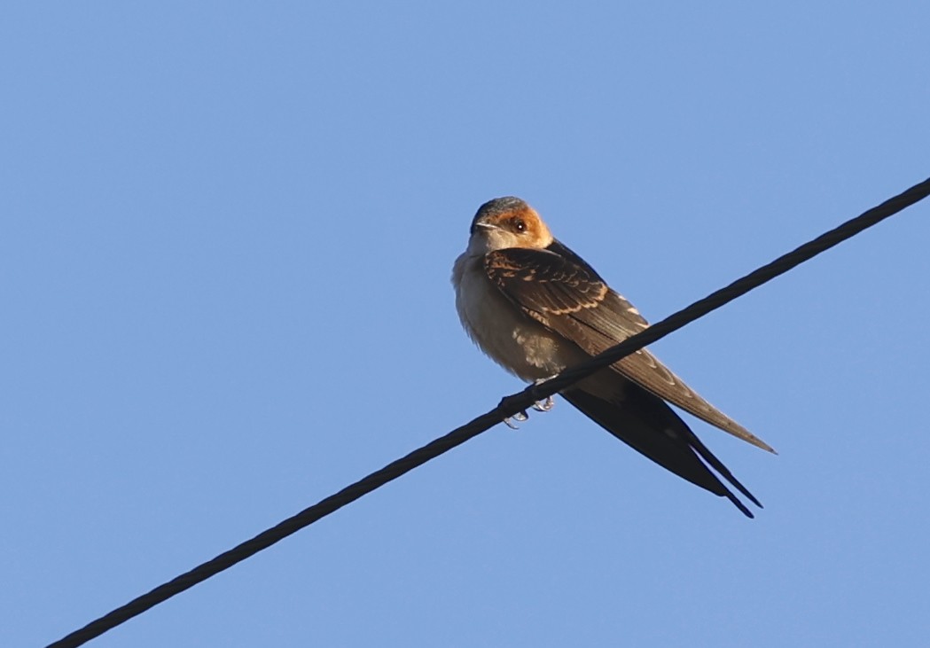 Red-rumped Swallow - ML621377243