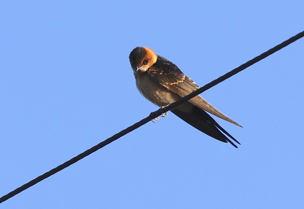 Red-rumped Swallow - ML621377248