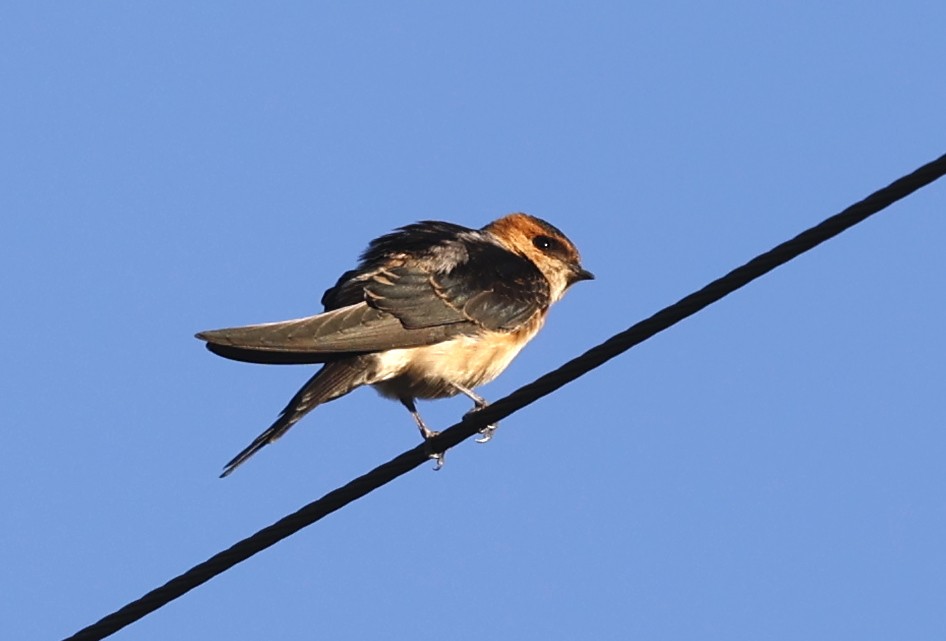 Red-rumped Swallow - ML621377252