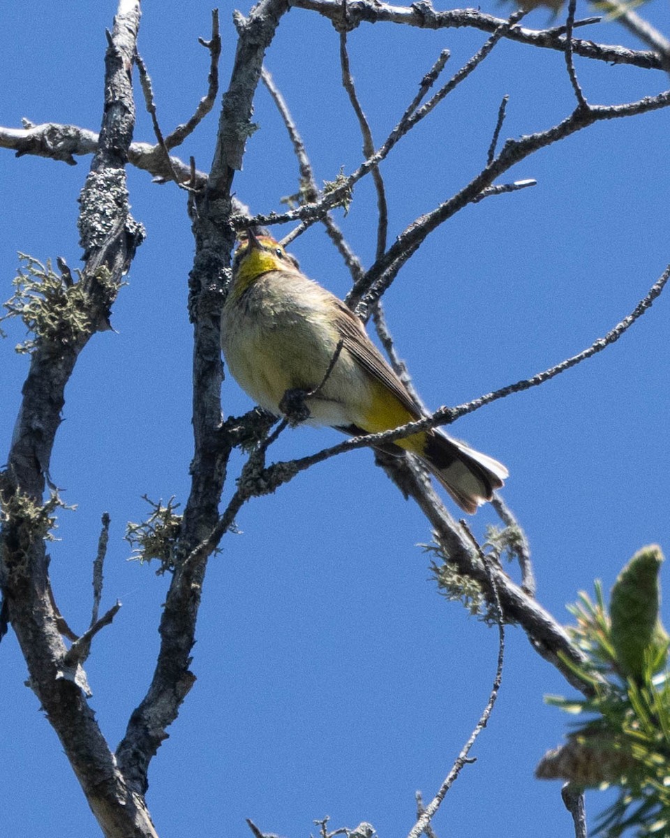 Paruline à couronne rousse (palmarum) - ML621377322