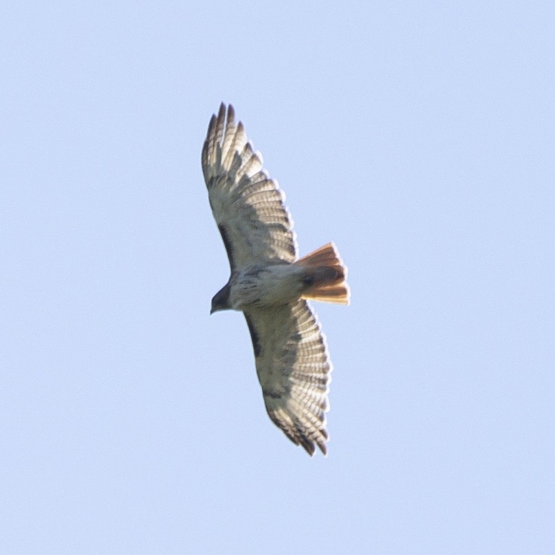 Red-tailed Hawk - ML621377337
