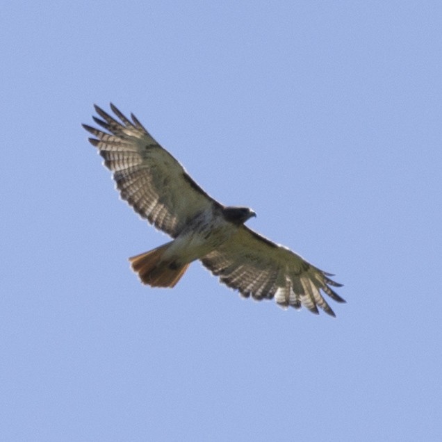 Red-tailed Hawk - ML621377338