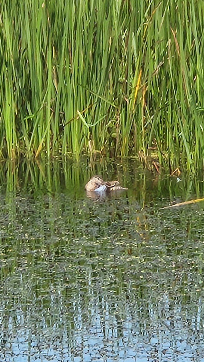 Blue-winged Teal - ML621377369