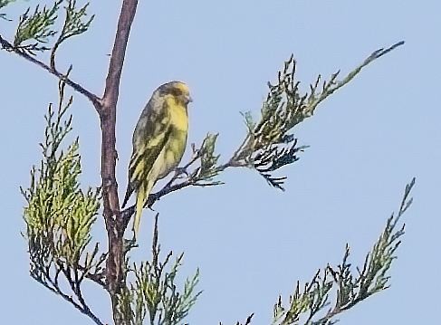 Yellow-crowned Canary - ML621377376