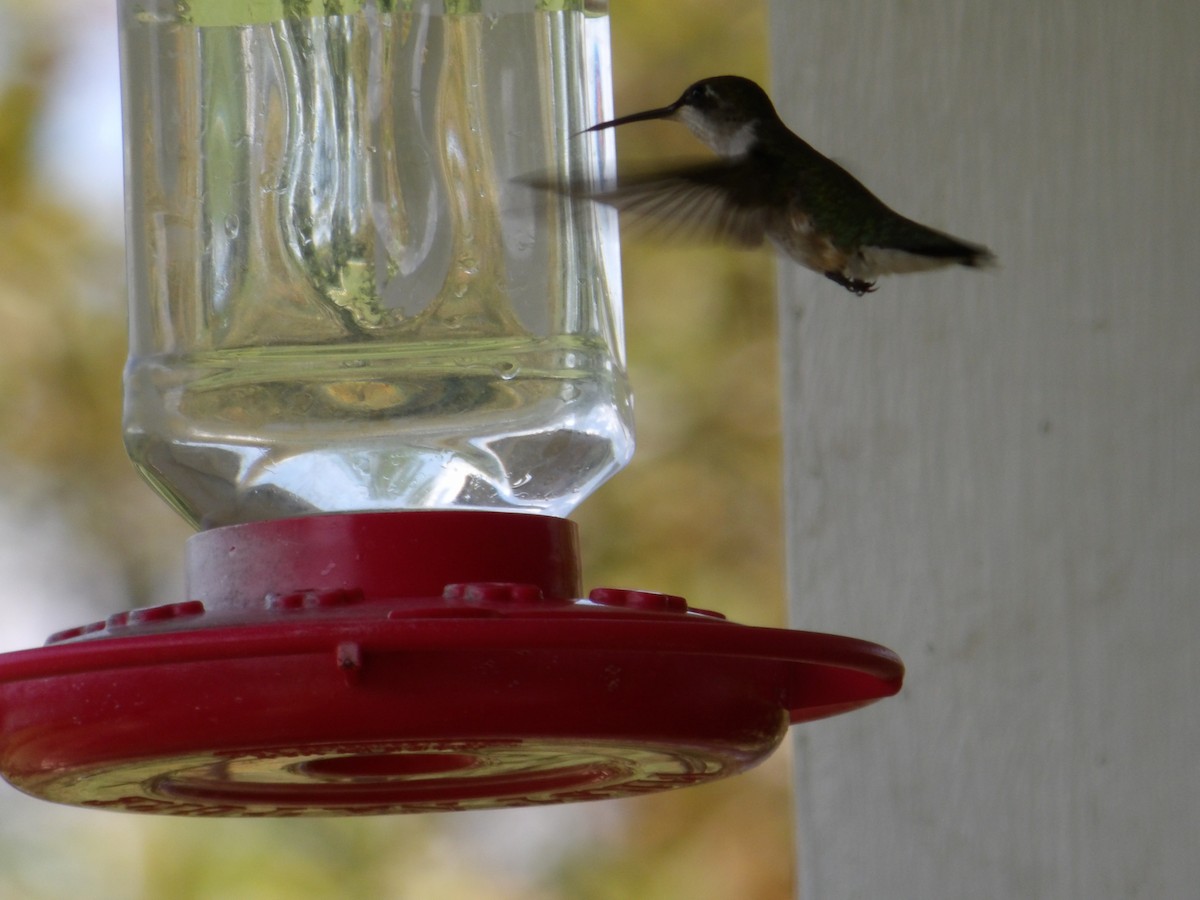 Ruby-throated Hummingbird - ML621377387
