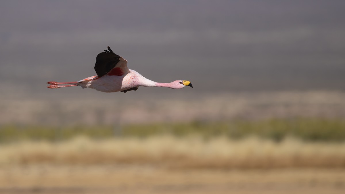 James's Flamingo - ML621377392