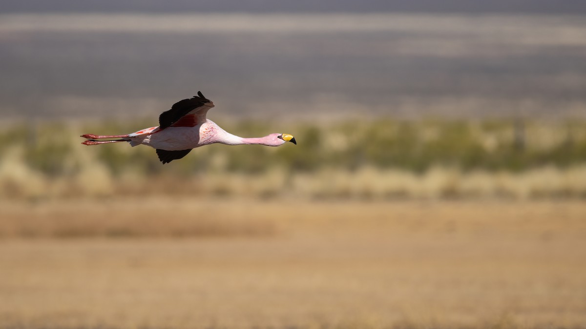 Puna Flamingosu - ML621377394