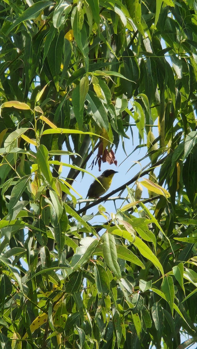 Common Yellowthroat - ML621377396