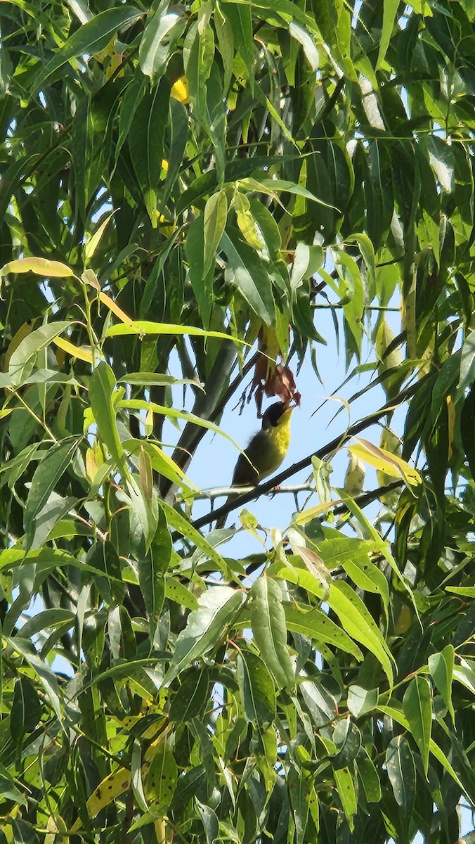 Common Yellowthroat - ML621377397