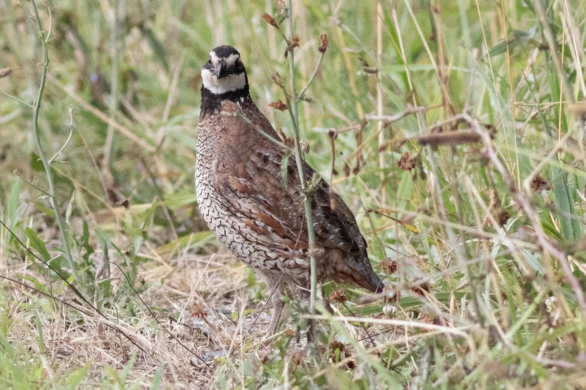 Northern Bobwhite (Eastern) - ML621377417