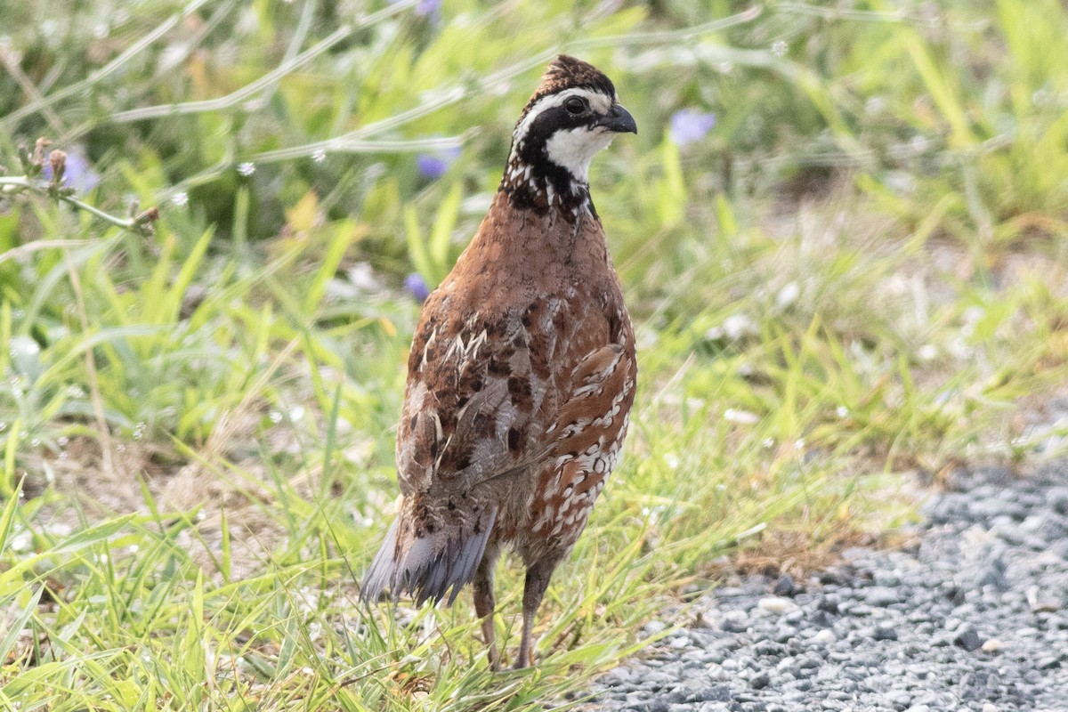 Northern Bobwhite (Eastern) - ML621377431