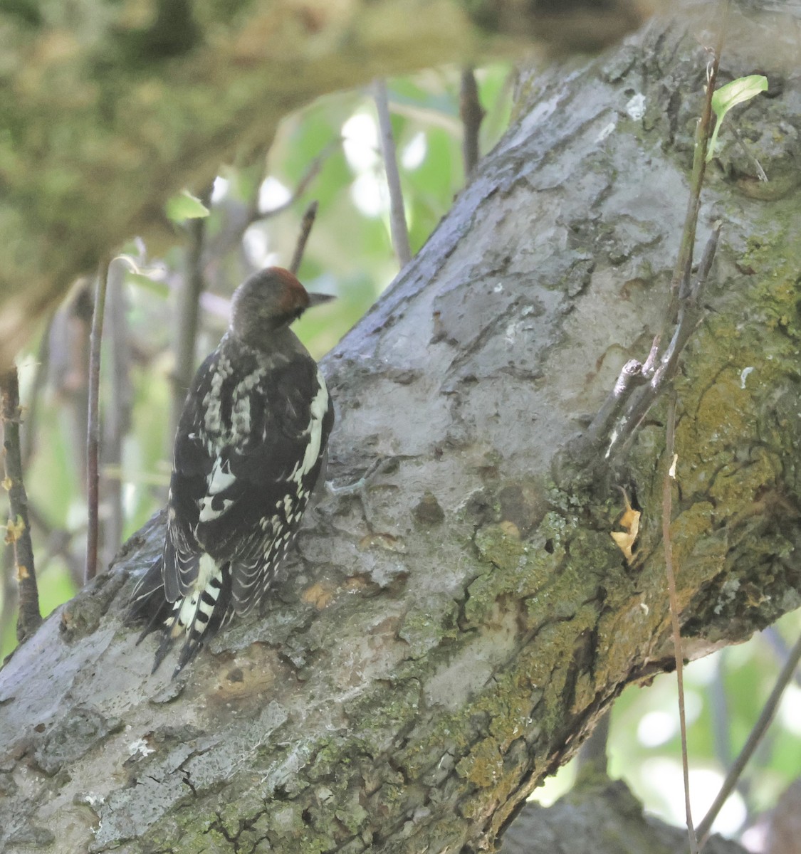 Red-breasted Sapsucker - ML621377443