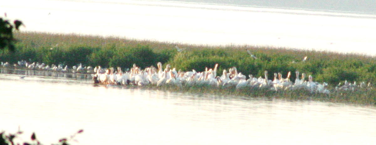 pelikán severoamerický - ML621377449