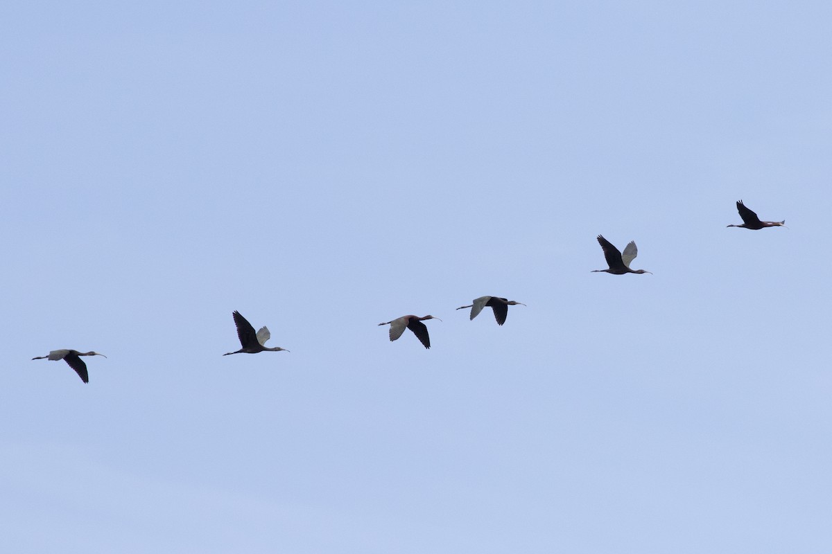 ibis hnědý - ML621377455