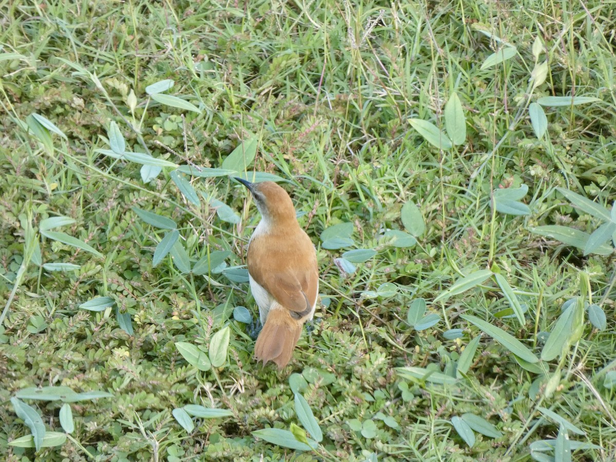 Yellow-chinned Spinetail - ML621377467
