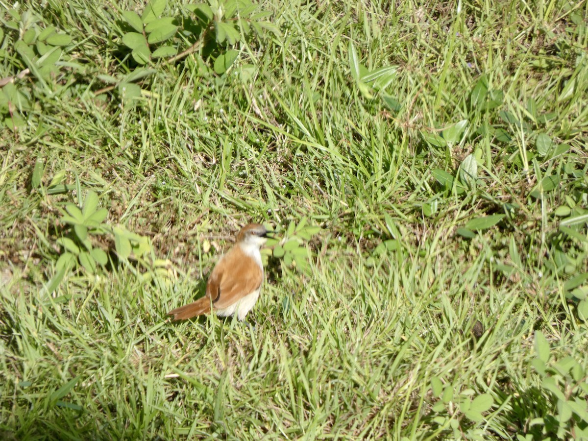 Yellow-chinned Spinetail - ML621377468