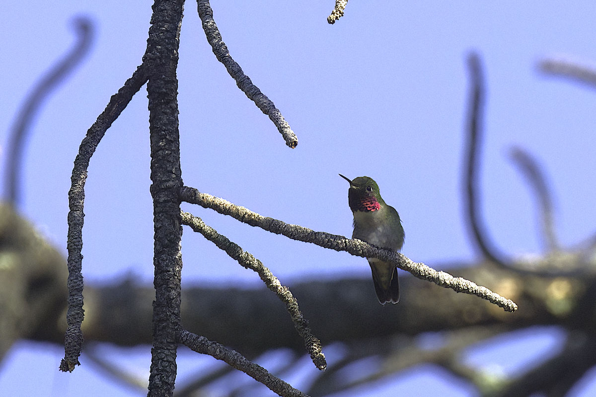 Broad-tailed Hummingbird - ML621377524