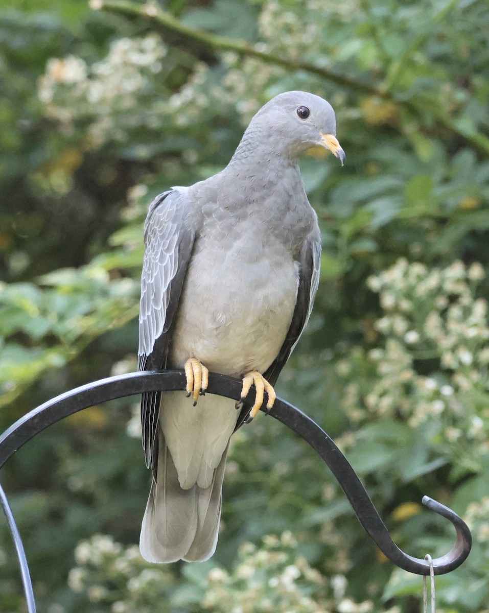Band-tailed Pigeon - ML621377526