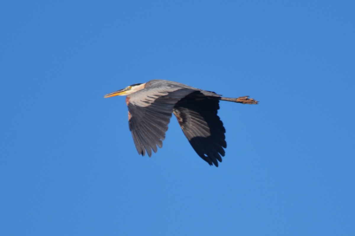 Great Blue Heron (Great Blue) - Old Sam Peabody