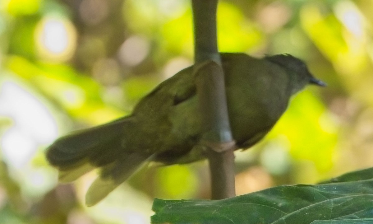 Bulbul de Toro - ML621377552