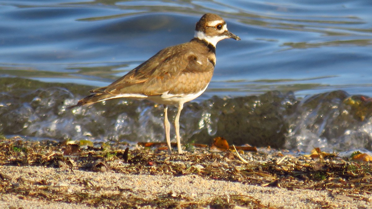 Killdeer - Peter Fraser