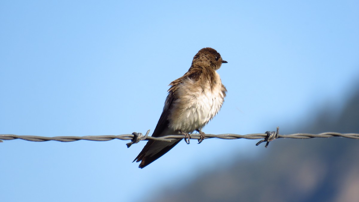 Northern Rough-winged Swallow - ML621377581
