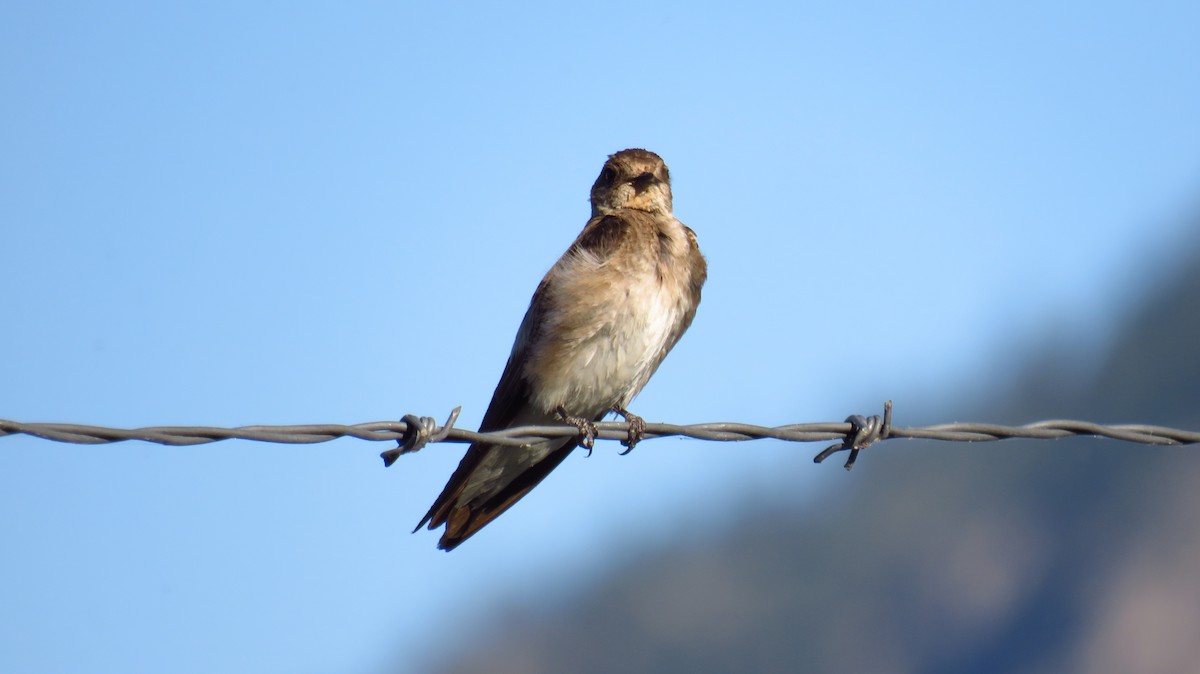 Northern Rough-winged Swallow - ML621377582