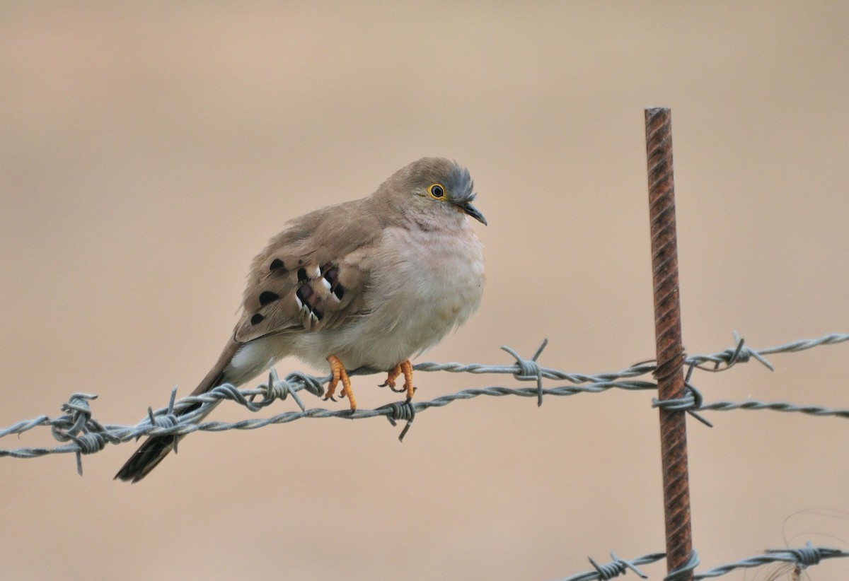 Long-tailed Ground Dove - ML621377585