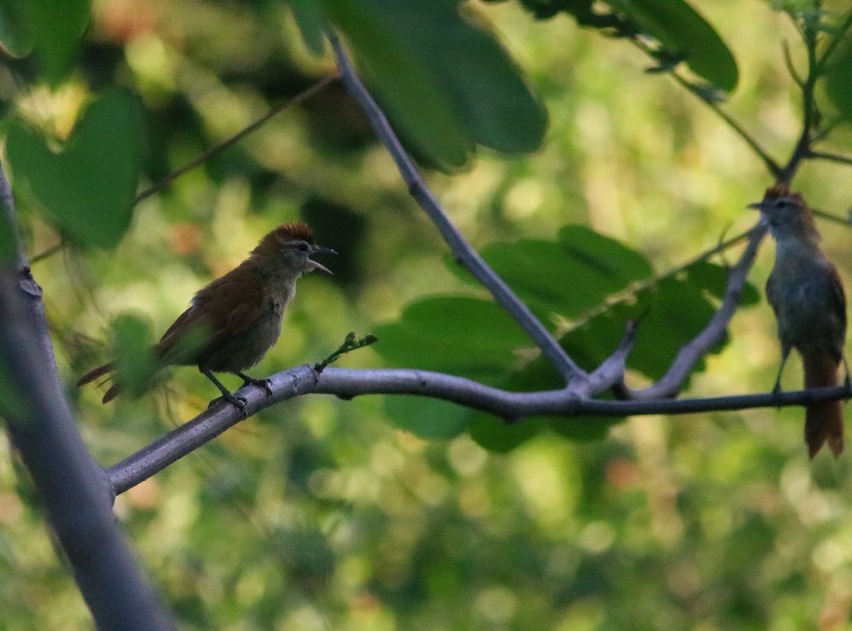 Rusty-backed Spinetail - ML621377593