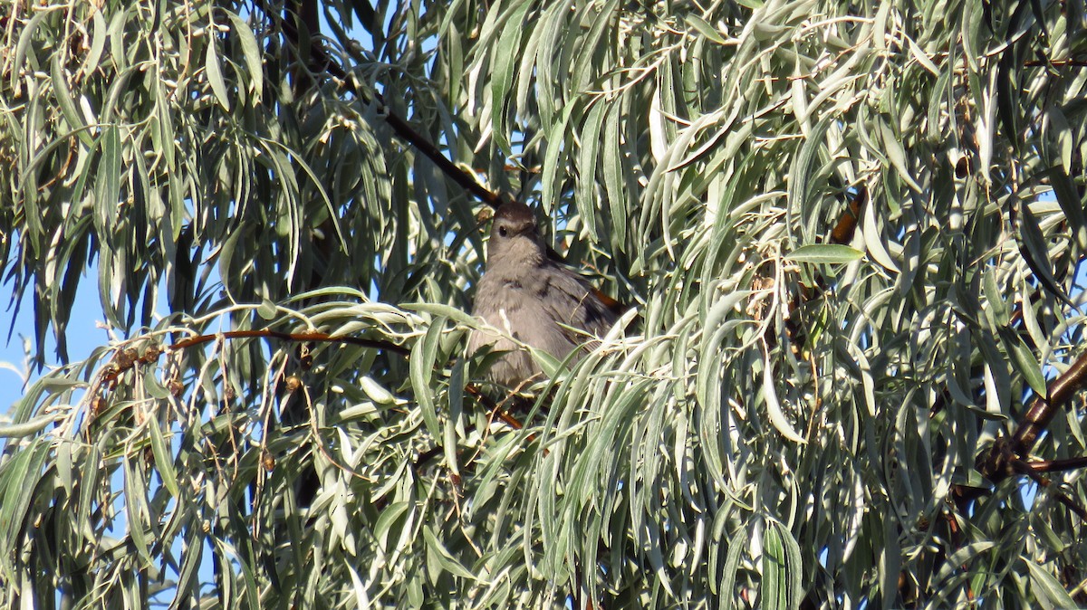 Gray Catbird - ML621377609