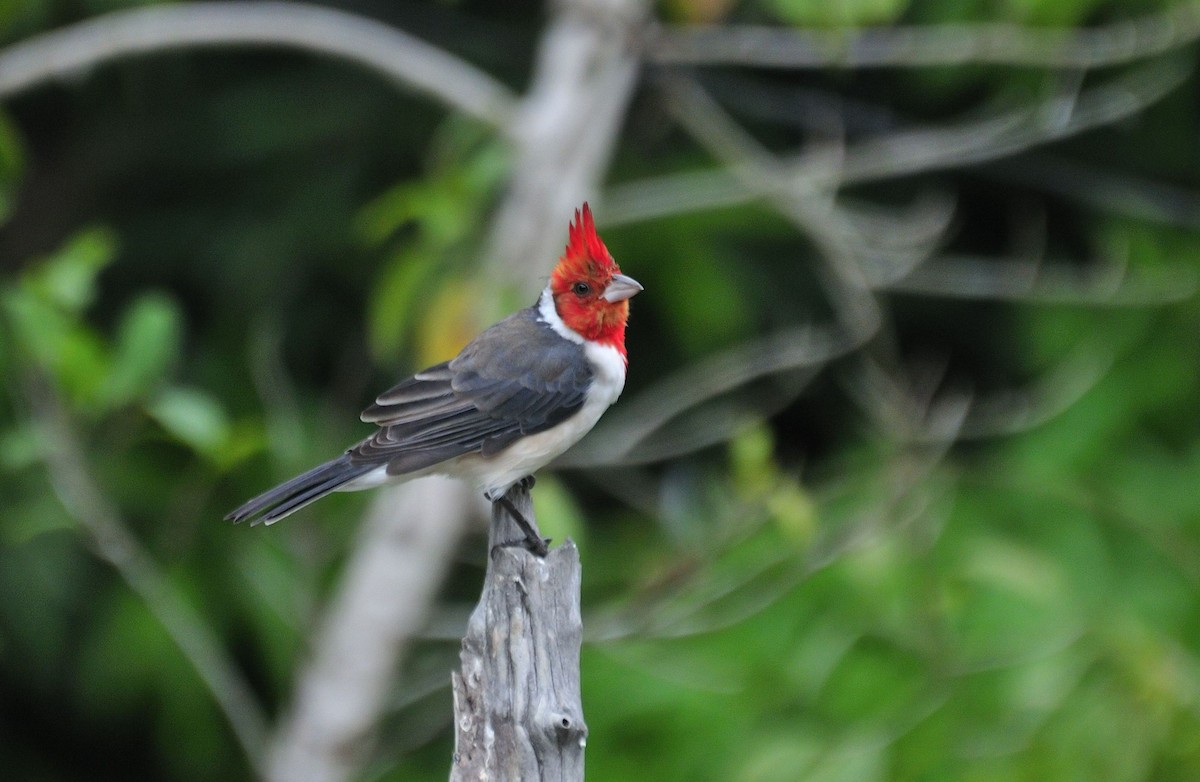 Red-crested Cardinal - ML621377674