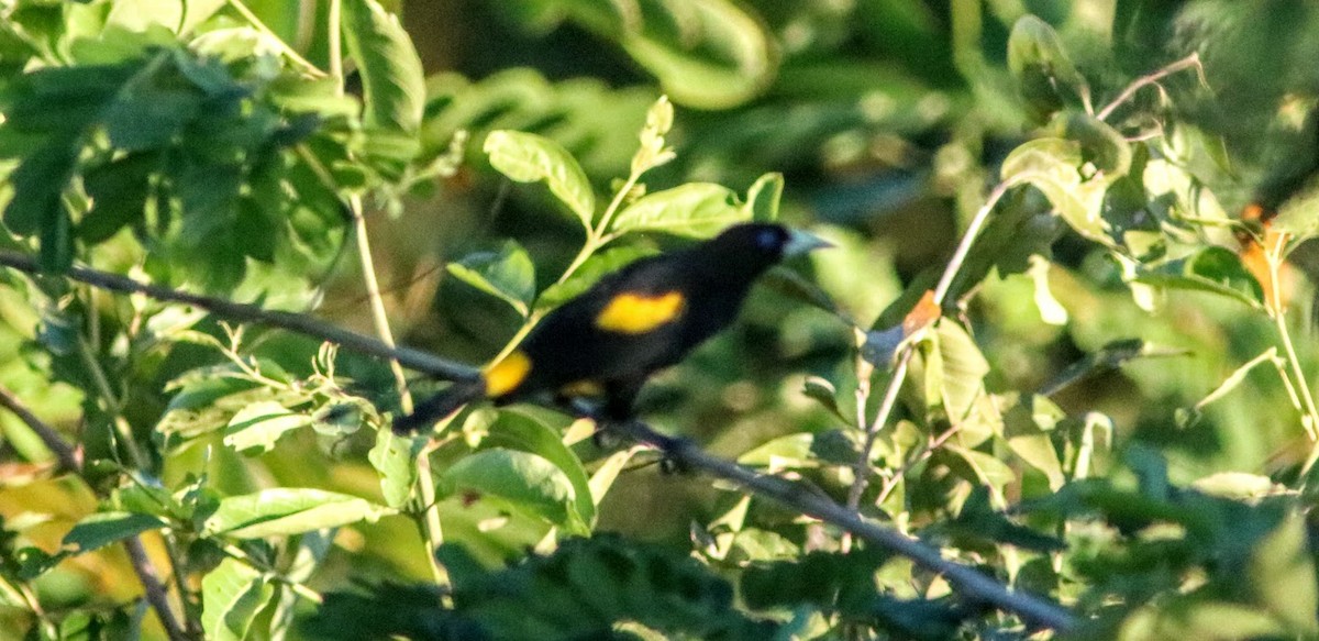 Yellow-rumped Cacique - ML621377691