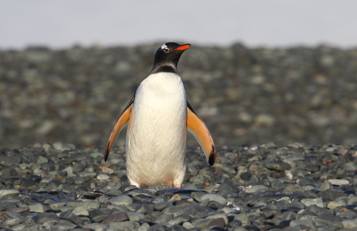 Gentoo Penguin - ML621377695