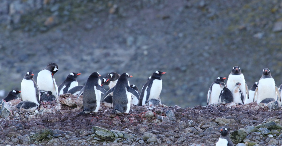 Gentoo Penguin - ML621377703