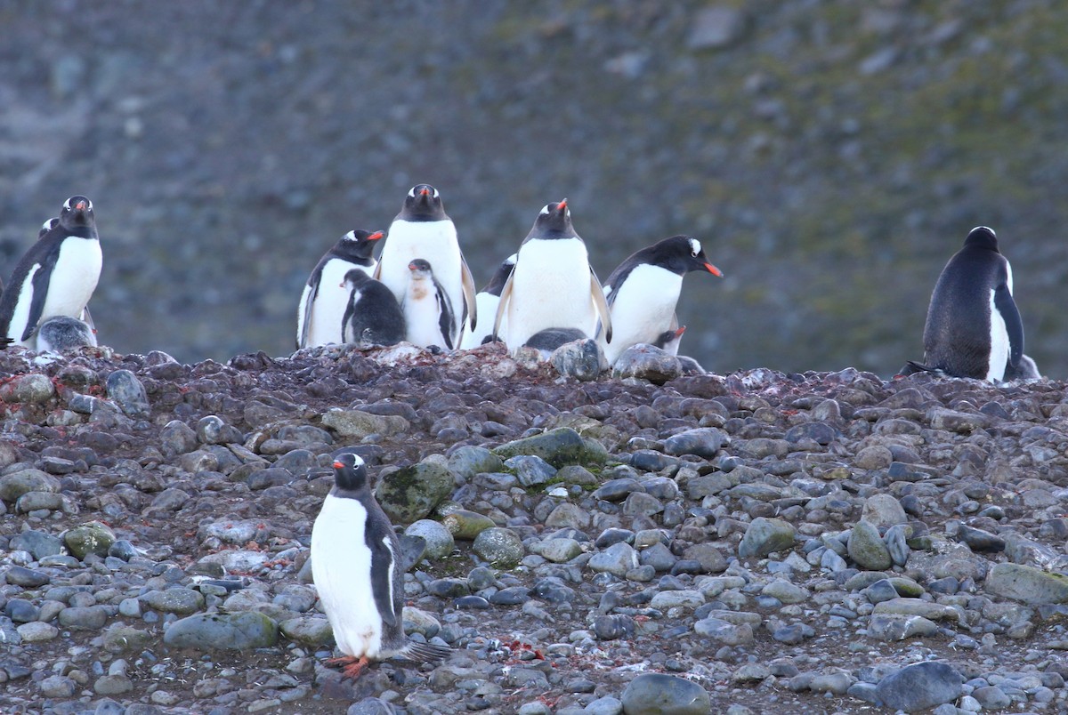 Gentoo Penguin - ML621377704