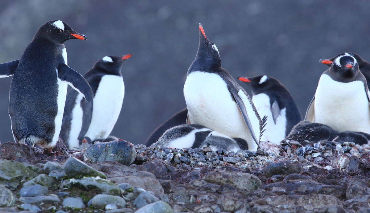 Gentoo Penguin - ML621377705