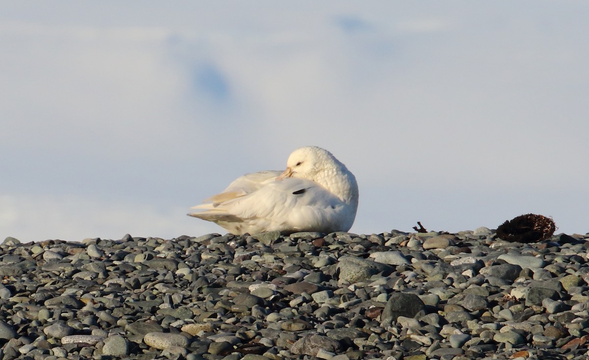 Southern Giant-Petrel - ML621377713