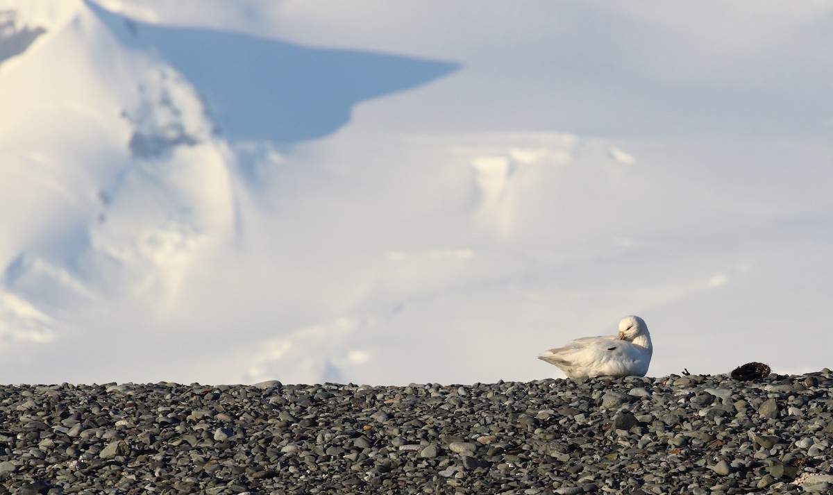 Southern Giant-Petrel - ML621377714