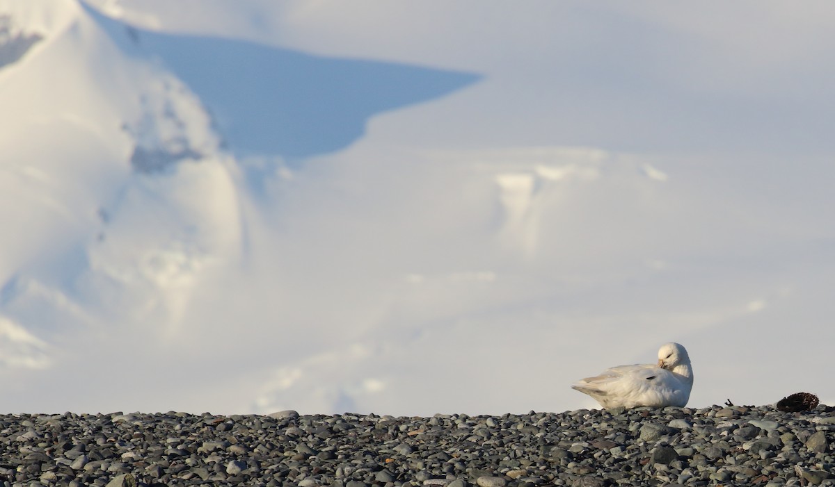 Southern Giant-Petrel - ML621377715