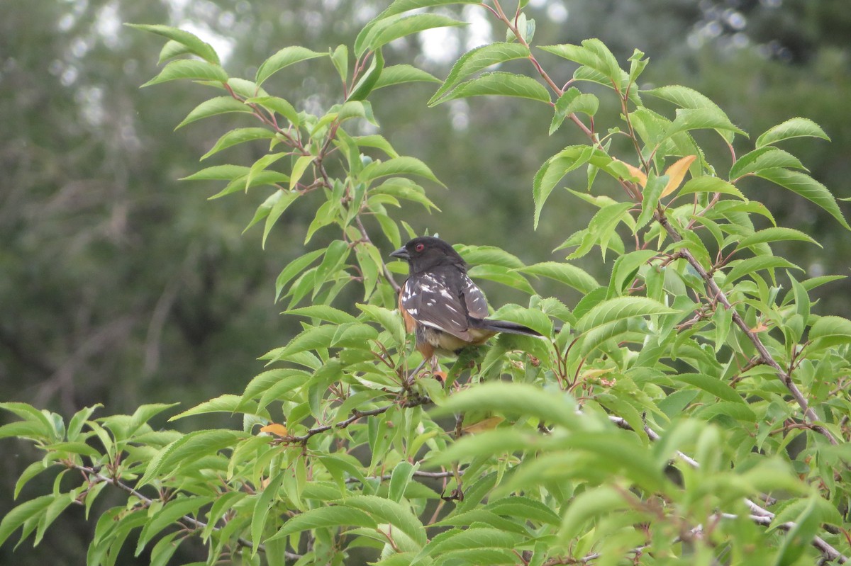 Spotted Towhee - ML621377741