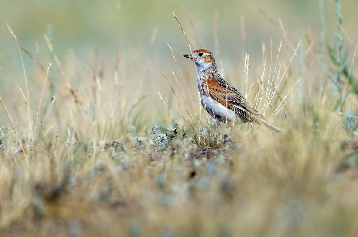 White-winged Lark - Daniel López-Velasco | Ornis Birding Expeditions