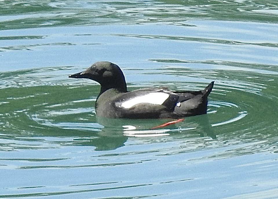 Black Guillemot - ML621377805