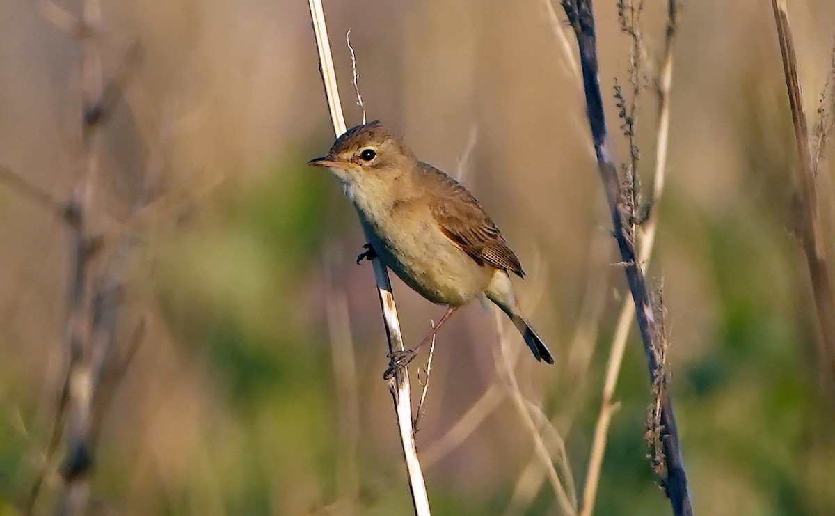 Booted Warbler - ML621377810