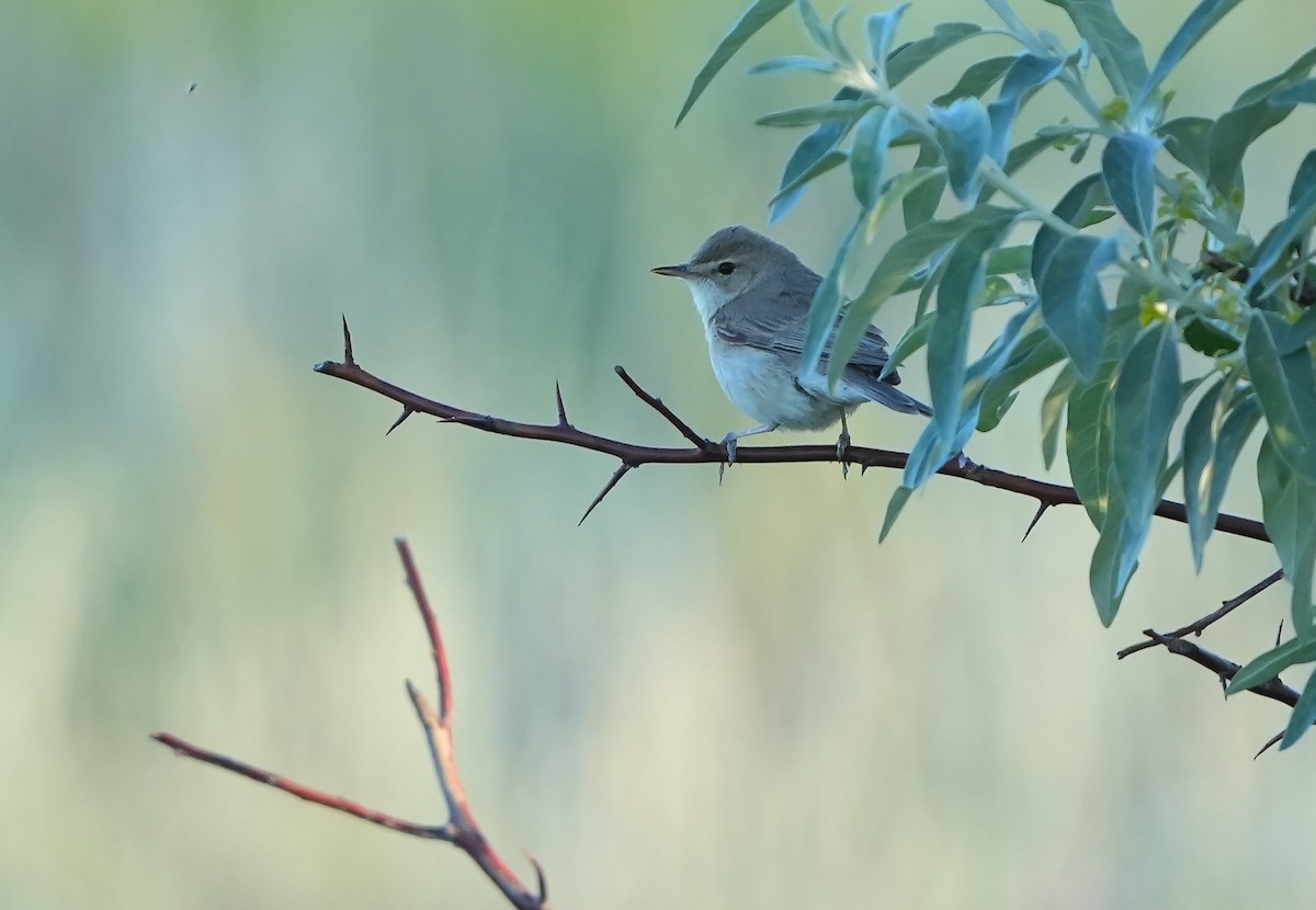 Booted Warbler - ML621377811