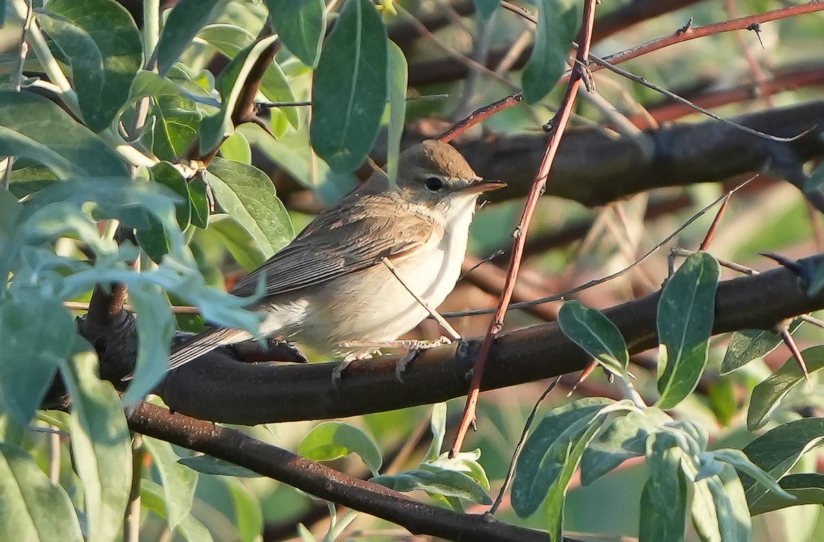 Booted Warbler - ML621377812