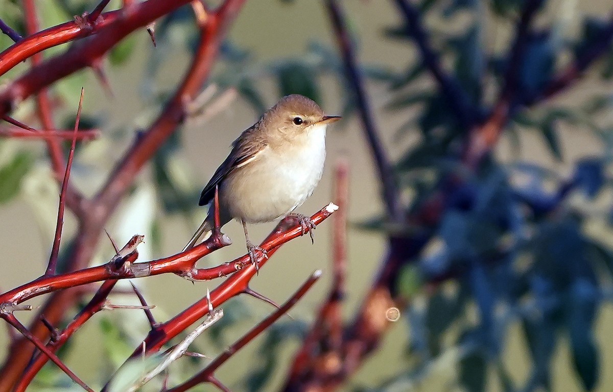 Booted Warbler - ML621377813