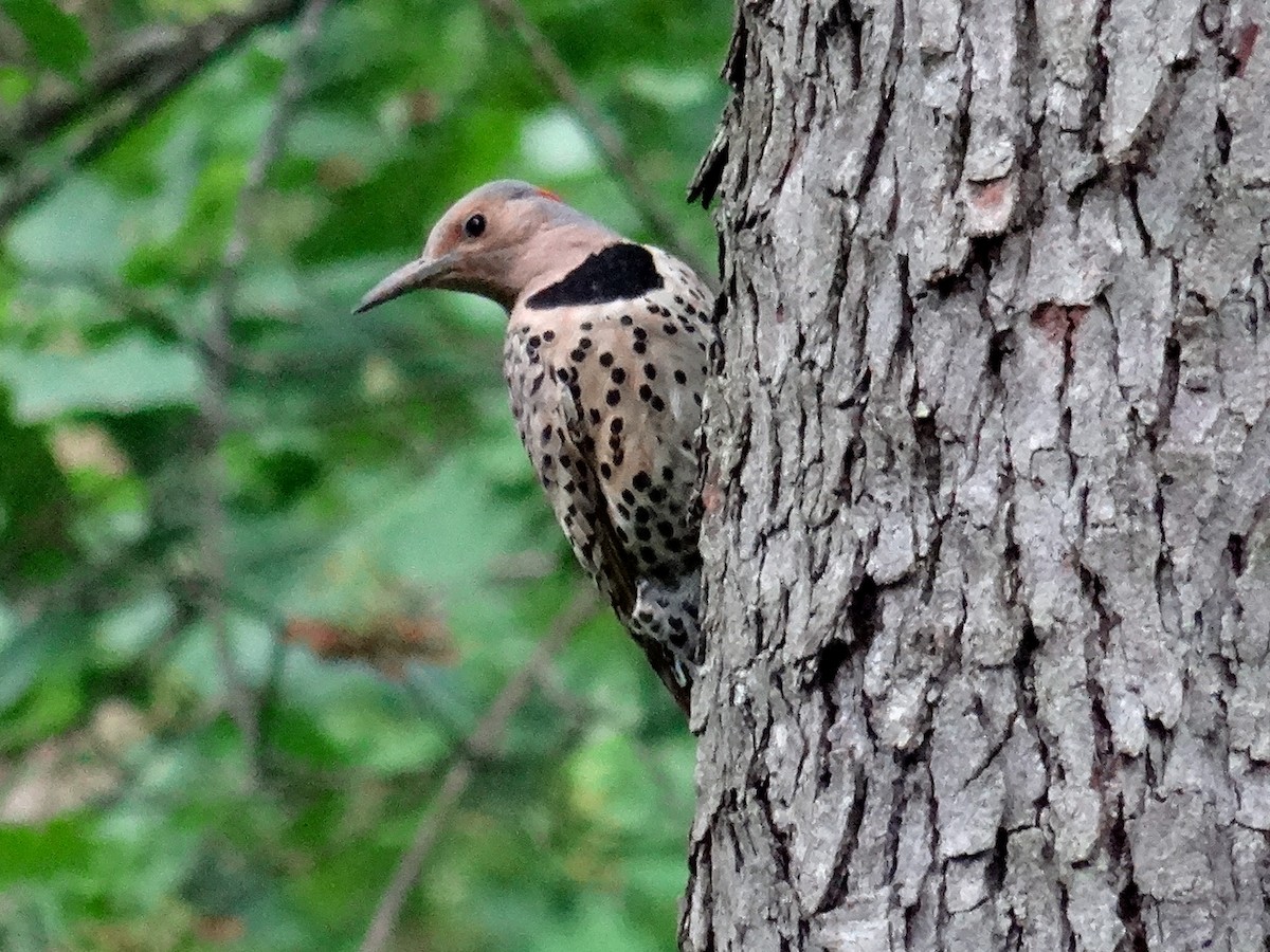 Northern Flicker (Yellow-shafted) - ML621377831