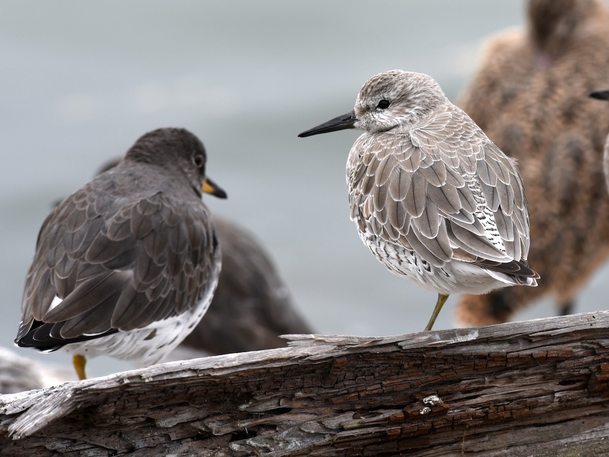 Red Knot - ML621377834